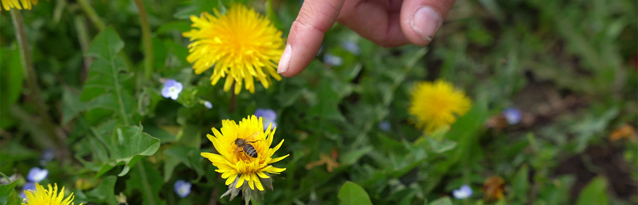 Blume, Biene und Finger, der auf beide zeigt