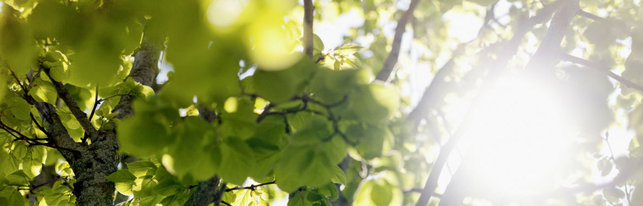 Sonnenlicht scheint durch die Blätter eines Baumes