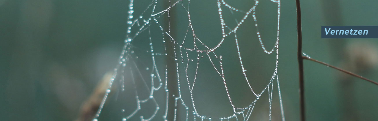 Spinnennetz
