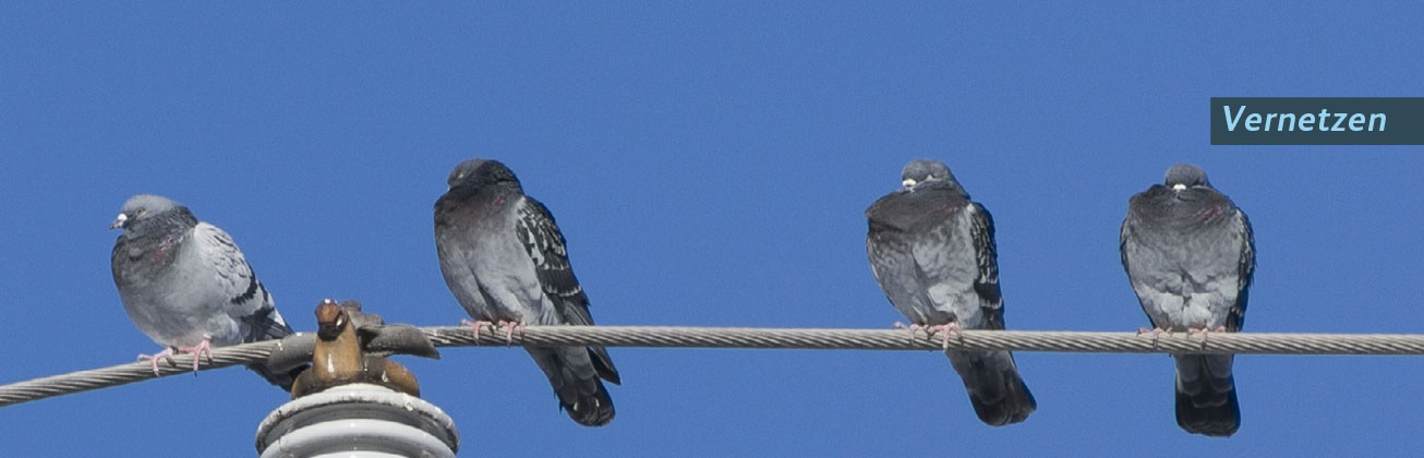 Tauben vernetzen