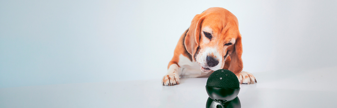 Ein Hund schaut Alexa an.