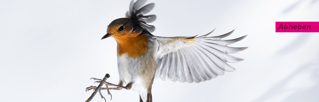 Abhebender Vogel mit Intro Abheben