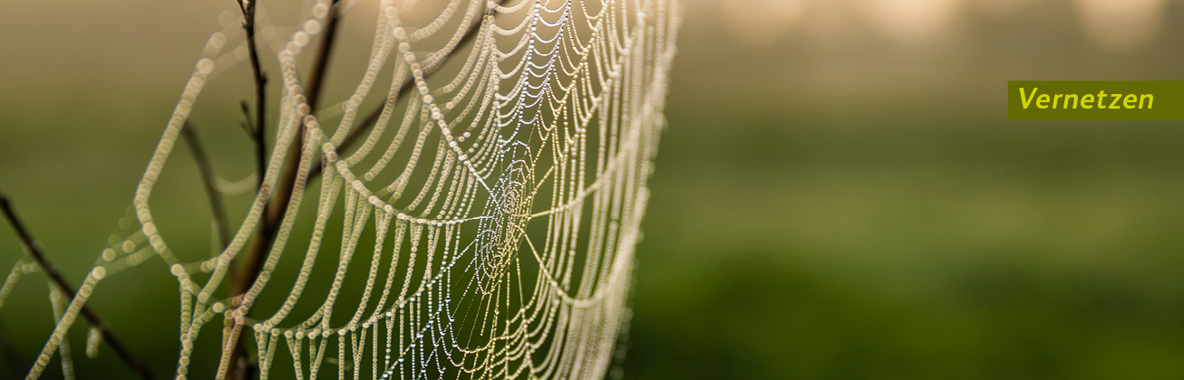 Spinnennetz mit Intro Vernetzen