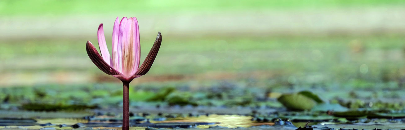 Wasserlilie
