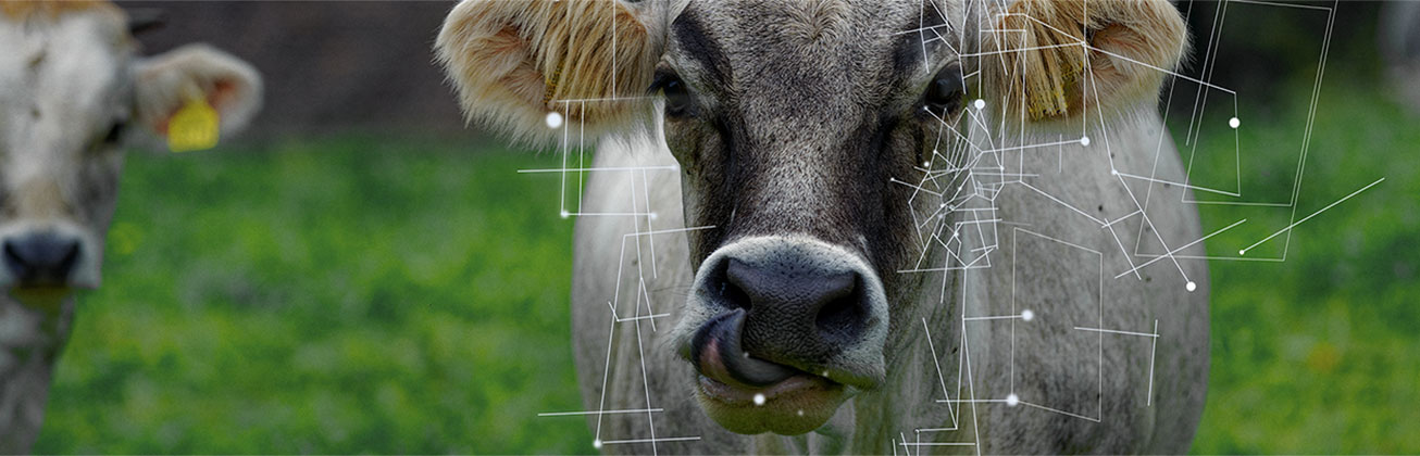 Master Applied Information and Data Science_Kuh mit Datenpunkten_HSLU