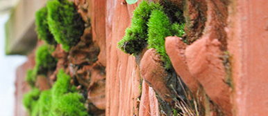 Testwand für begrünte Oberflächenstrukturen
