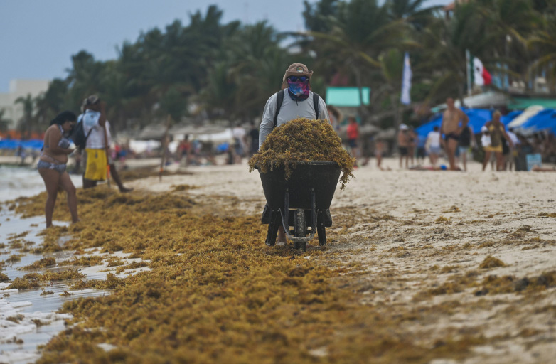 Frau mit Schubkarre voller Algen an einem algenverschmutzten Strand