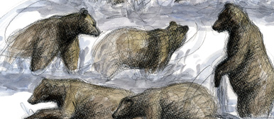 Bären beim Lachsfang