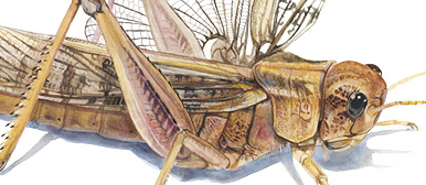 Heuschrecke- Eva Trachsel