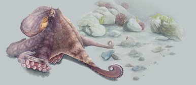 Tintenfisch auf dem Meeresgrund