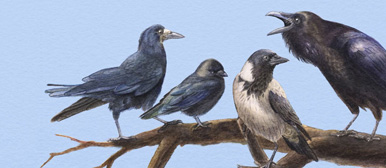 Illustration von Krähen auf einem Ast