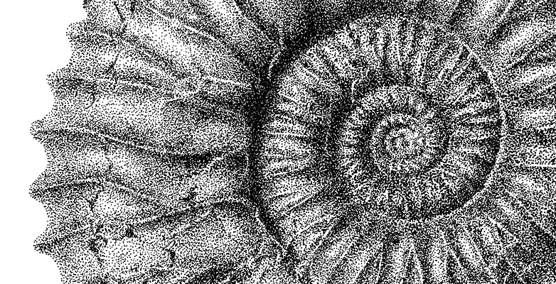 Schwarz-weiss Illustration eines Ammonits