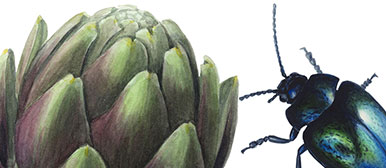Artischocke und Käfer, Illustration von Sabine Hirsig