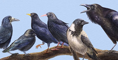 Illustration von Krähen und weiteren Vögeln