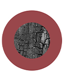 Dunkelroter Kreis um graue Baumrinde, Teaser für Instagram aus dem Studium des BA Objektdesign.