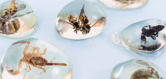 Insekten in Glastropfen