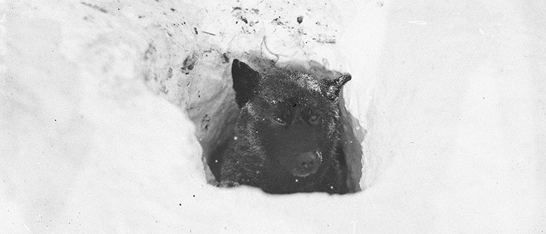 Filmstill von Anouk Muggli «The Home of the Blizzard», Hund in Schneehöhle