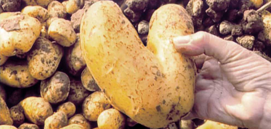 Colabor Salon Varda Beretta