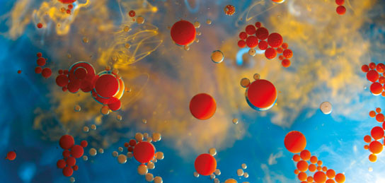 Mikroskopische Aufnahme