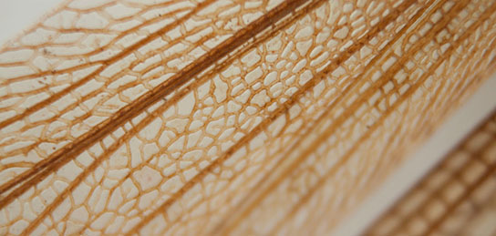 Nahaufnahme eines Insektenflügels