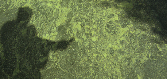 Schatten auf grün marmoriertem Boden