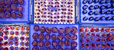 Obenansicht einer farbig beleuchteten Installation mit verschiedenen Gerichten – künstlerisches Projekt mit spekulativem oder nachhaltigem Fokus im Rahmen von Nodo