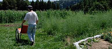 Person schiebt eine Schubkarre