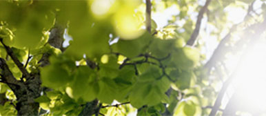 campus beratung stimmungsbild baum