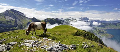 Kuh auf einer Alp, Entwicklung und Vermarktung von nachhaltigen Angeboten in einer Destination