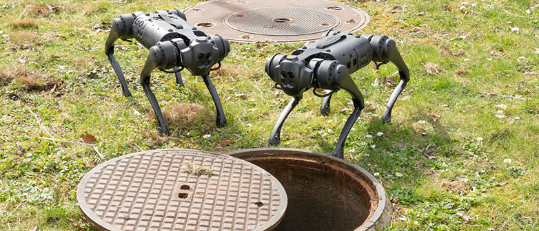 Zwei Roboterhunde stehen vor einem Kanaldeckel