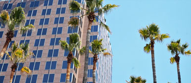 Palmenzirkel und Hochhaus im Silicon Valley