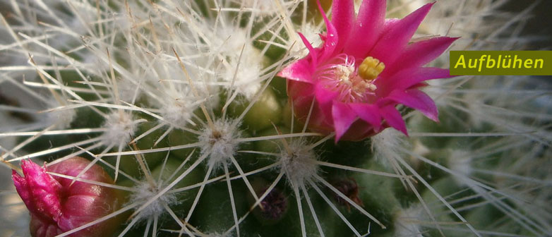 Kaktus mit Blume in pink