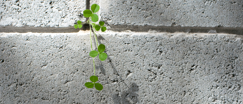 Symbolbild Pflanze wächst aus Steinwand