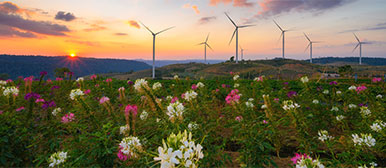 Eine Blumenwiese mit Windrädern im Hintergrund