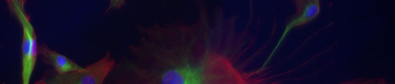 Zellbild Chondrozyten