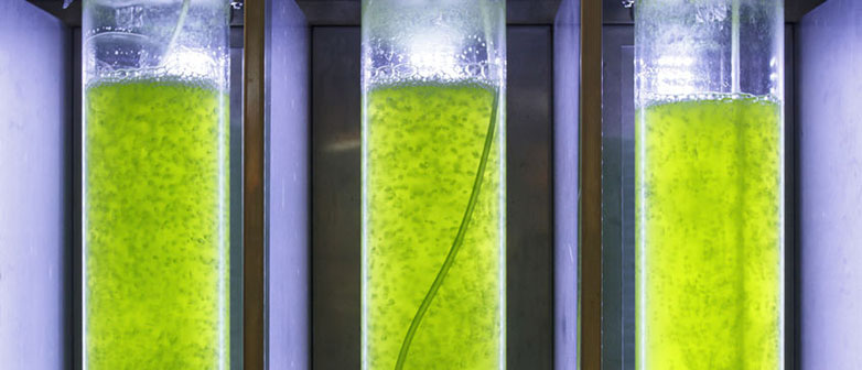 Algenflüssigkeit grün in Reagenzgläsern