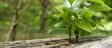 Bank-IT und Sourcing Studie