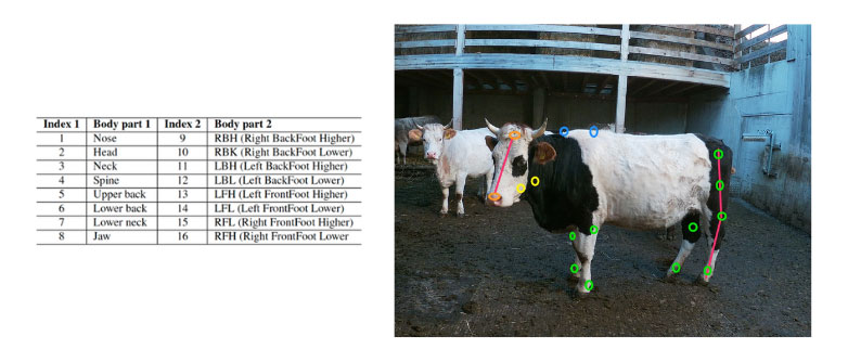 Master Data Science HSLU - Happy Cow pose estimation index