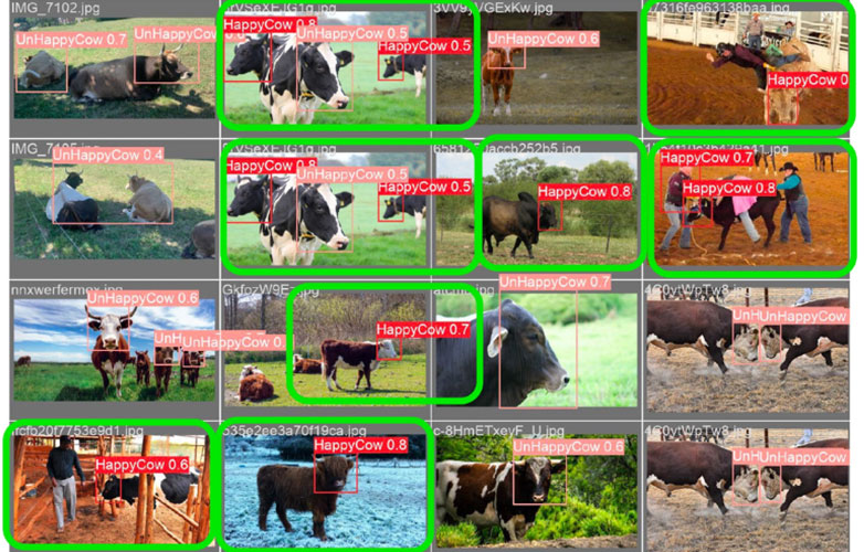 Master Data Science HSLU - emotional state of the cow - happy or unhappy