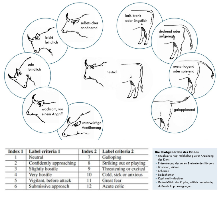 Master Data Science HSLU - Framework for the training of cattle image data