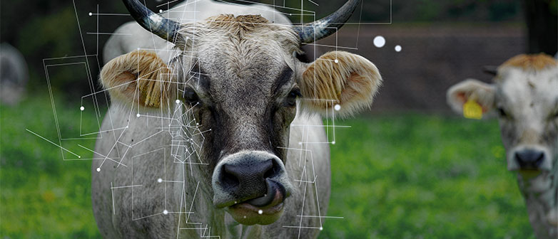 HSLU Tierisch gut dank Data Science Näher dran am Tierwohl Happy Cow