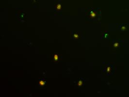 Algal lipids stained green, Chl red