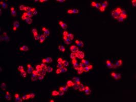 Hefezellen (actin und nukleus Lokalisierung), © CC ABST